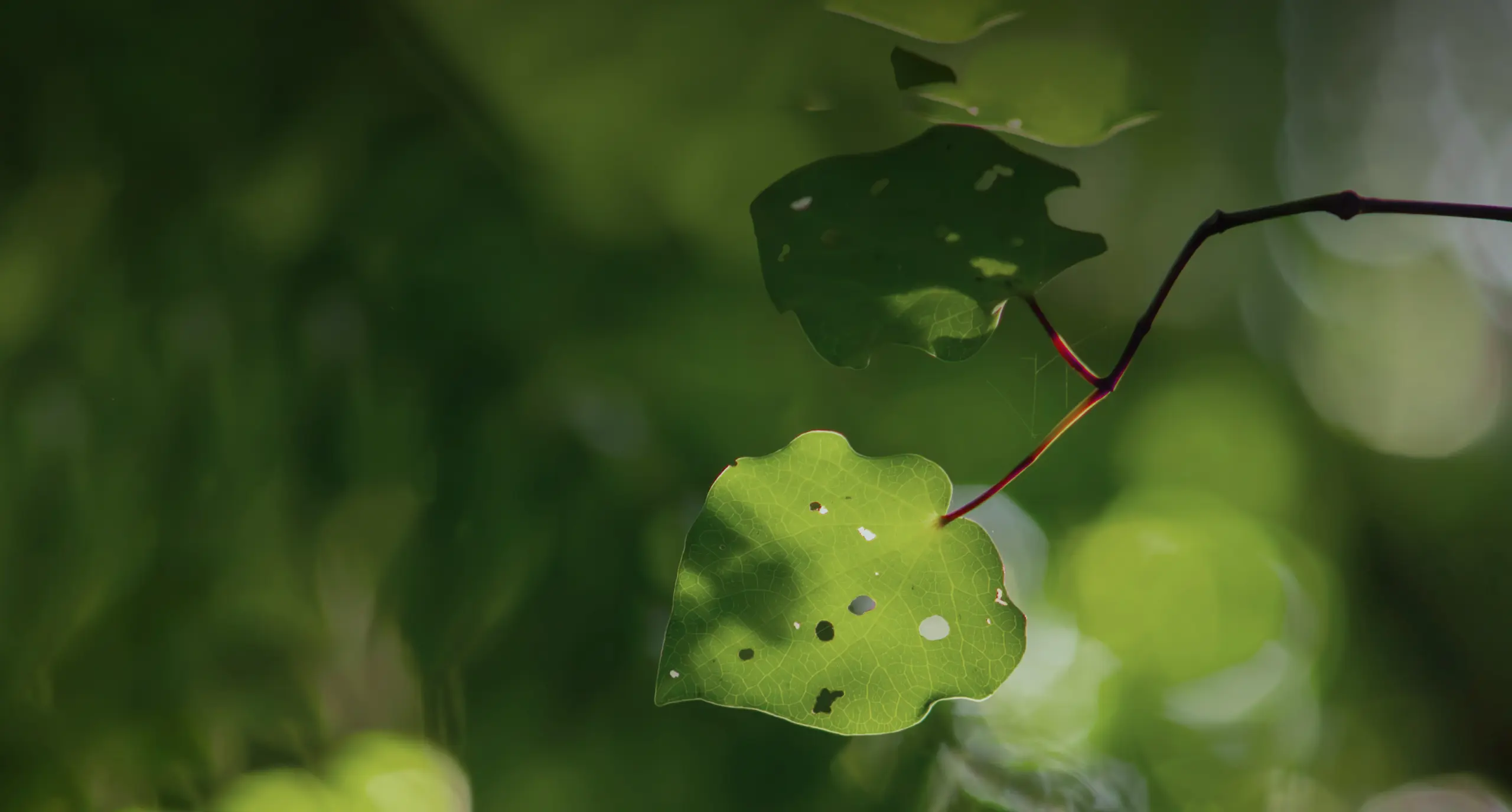 Canopy Cancer Care Welcome