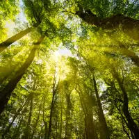 Under the Canopy