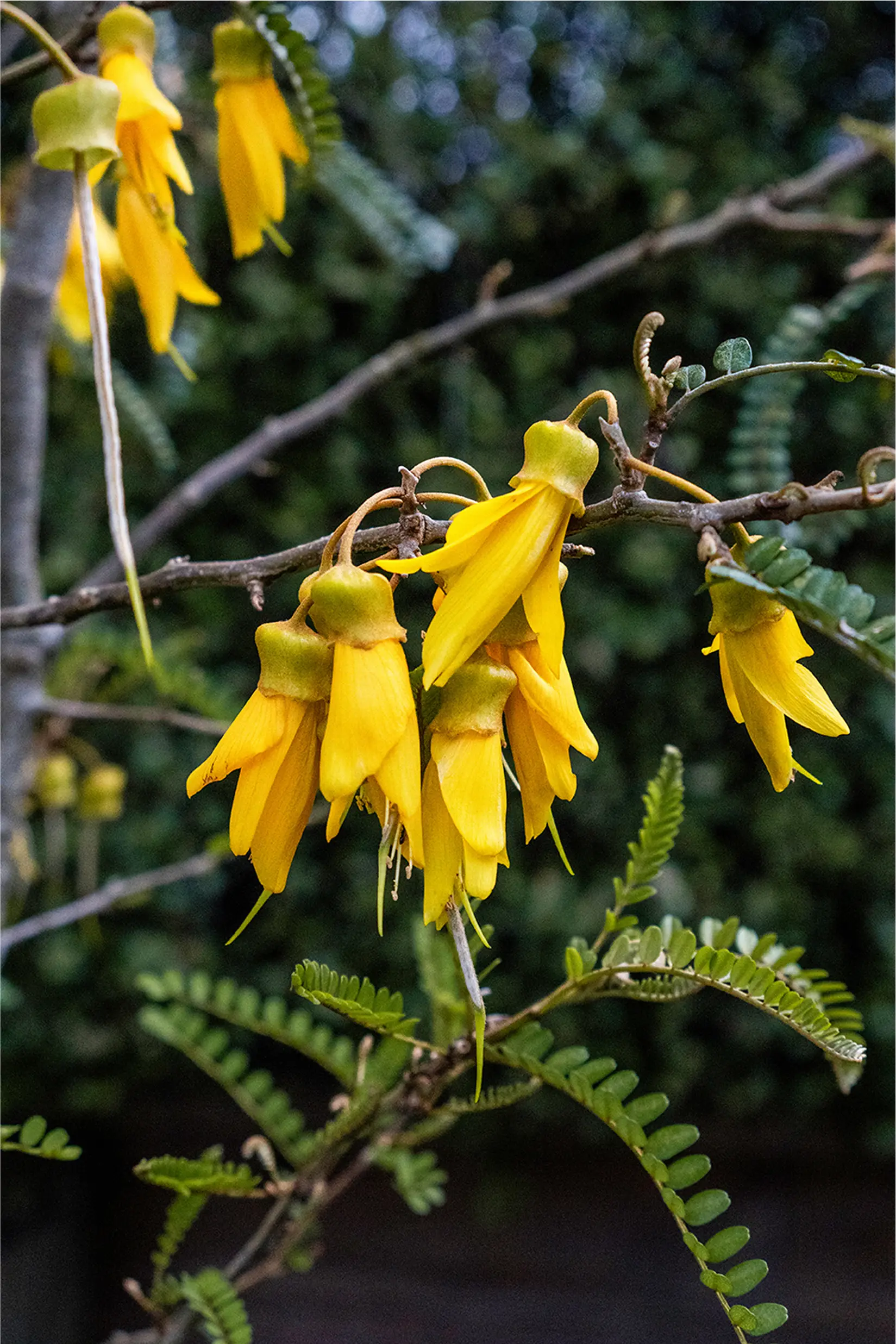 canopy cancer care about cancer