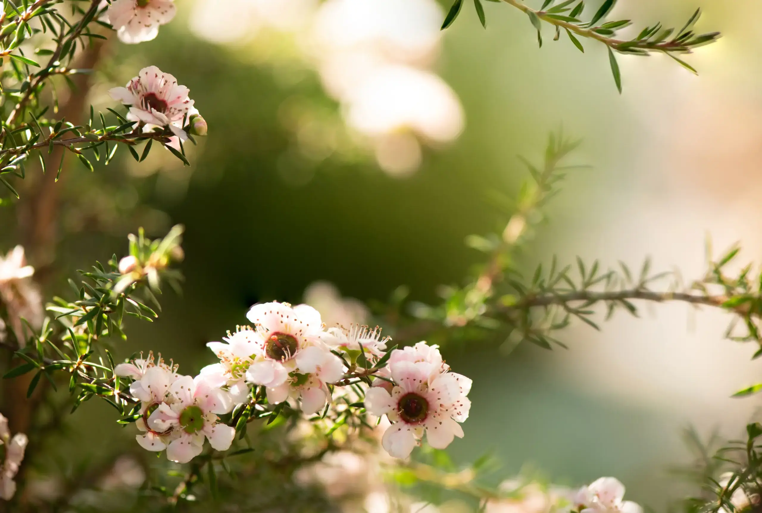 canopy cancer care hawkes bay