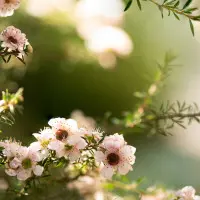 Hair loss prevention