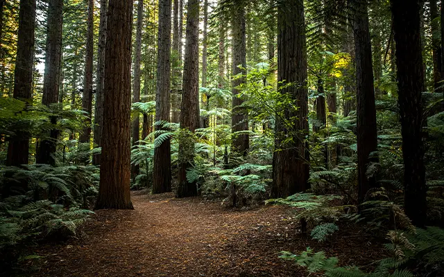 canopy cancer care rotorua