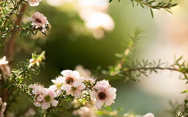 canopy cancer care tauranga bay of plenty
