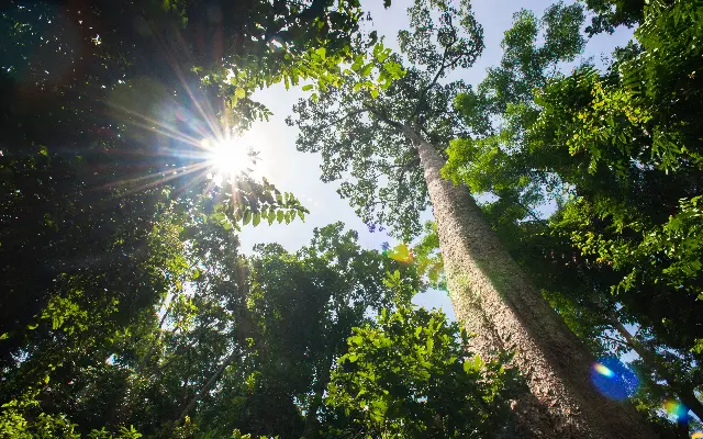 canopy cancer care warkworth rodney